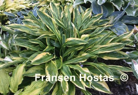 Hosta Foxfire Palm Sunday